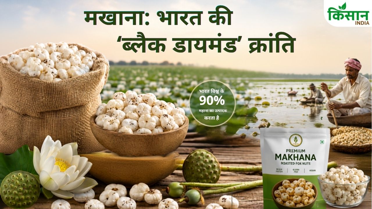 Bihar Leads India In Makhana Cultivation Fox Nut Production Export Market Growth Global Demand