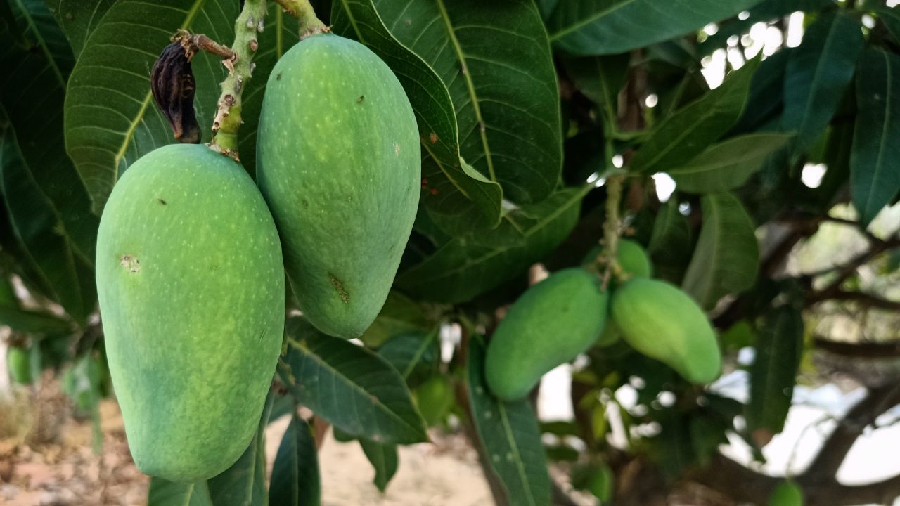 Mango Farming Post Harvest Management Tips To Reduce Losses How To Increase Shelf Life Of Mangoes Aam Ki Kheti