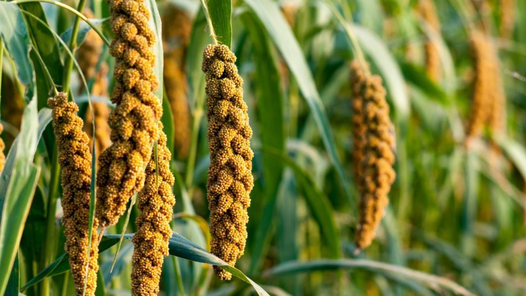 Tip Of The Day: गलत समय पर बुवाई से हो सकता है बड़ा नुकसान! जानें बाजरे की खेती का सही तरीका