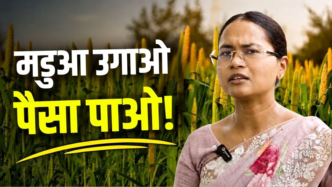 Millet Mission Yojana Rs 3000 Per Acre Incentive For Ragi Farming Shilpi Neha Tirkey