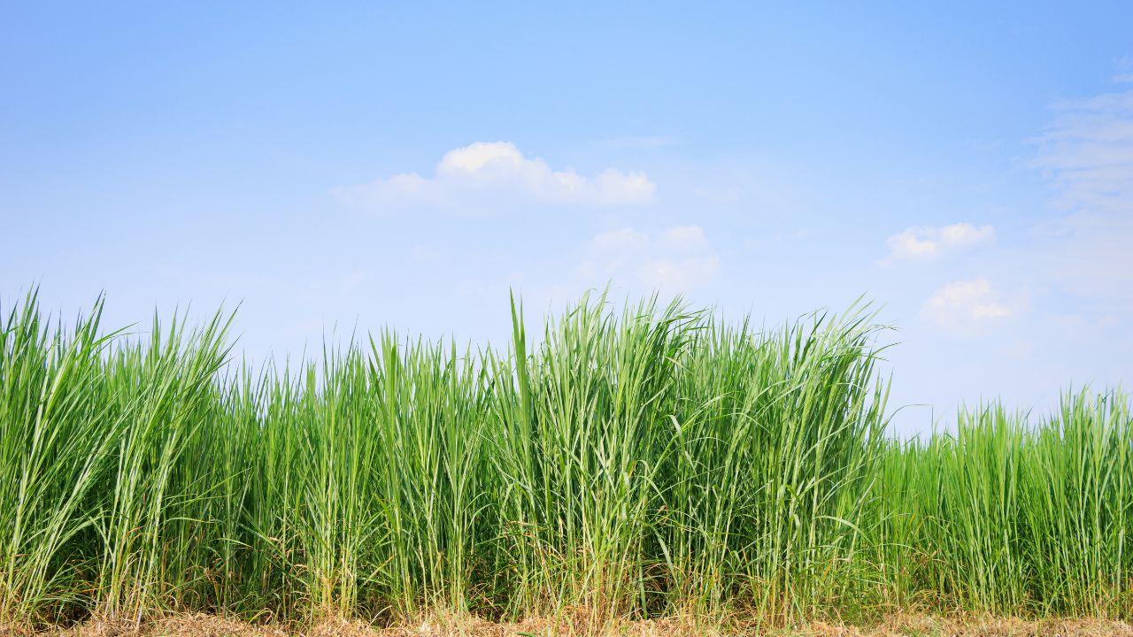 Napier Grass Farming In June For Dairy Cattle Best Green Fodder Crop For Monsoon