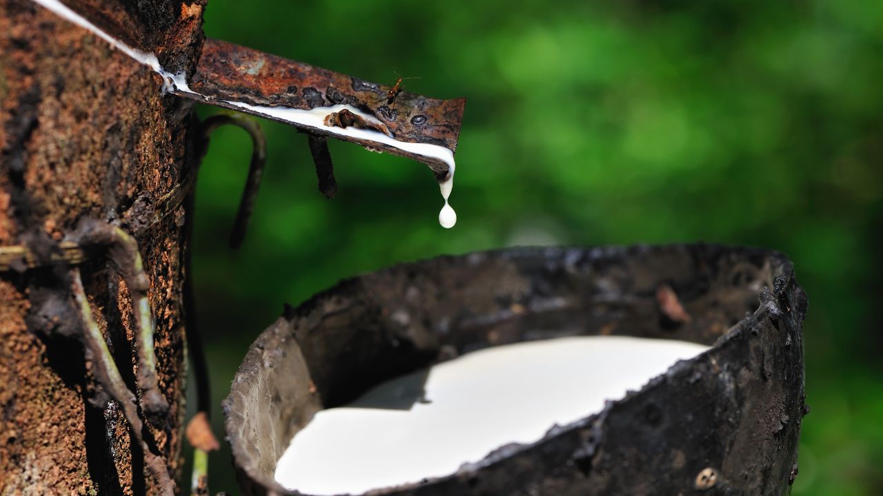 Natural Rubber Prices Jump Natural Rubber Production Latest Natural Rubber Rates
