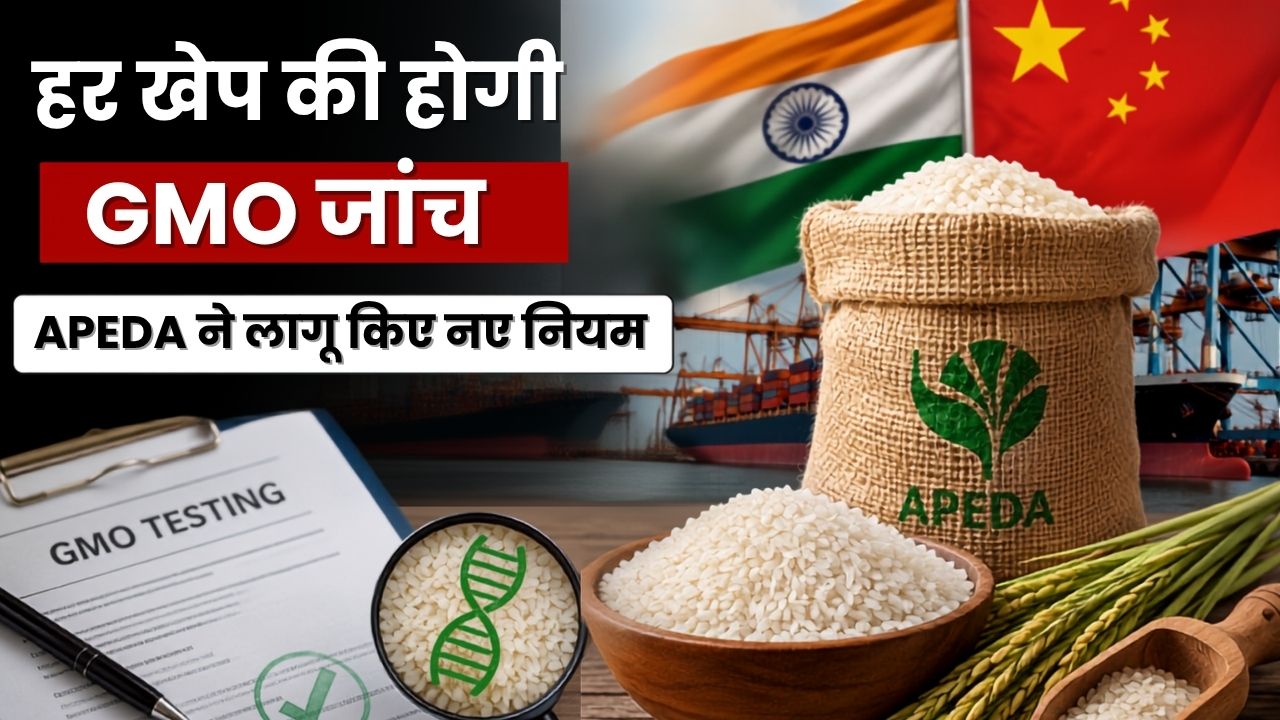 China Rice Export Gmo Testing Mandatory For Every Consignment Apeda New Rules For Indian Rice Exporters