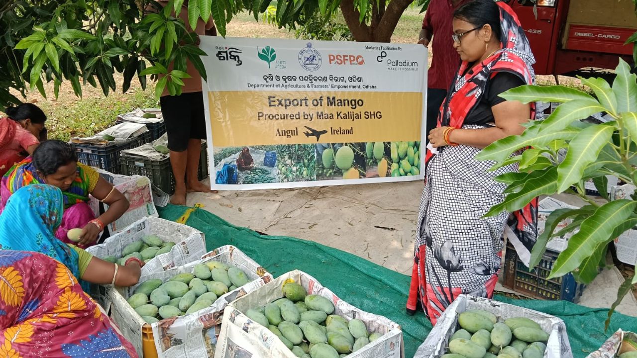 Odisha Shg Exports Amrapali Mangoes To London Women Farmers Global Market
