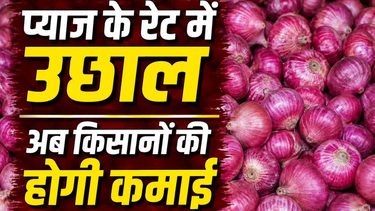 Onion Market Rate Lasalgaon Market Onion Onion Price Hike Onion Price Up To Rs 2000 Per Quintal