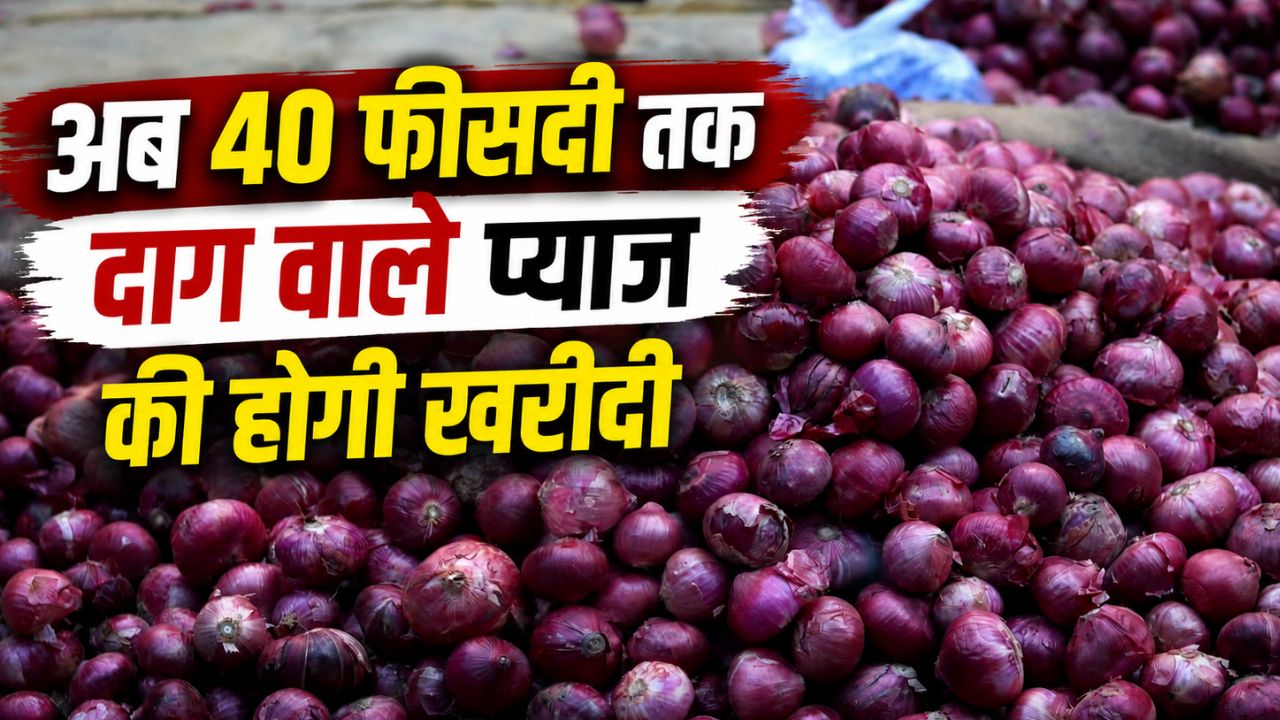 Onion Procurement Onion Procurement Standards Relaxation Nasik Onion Farmers