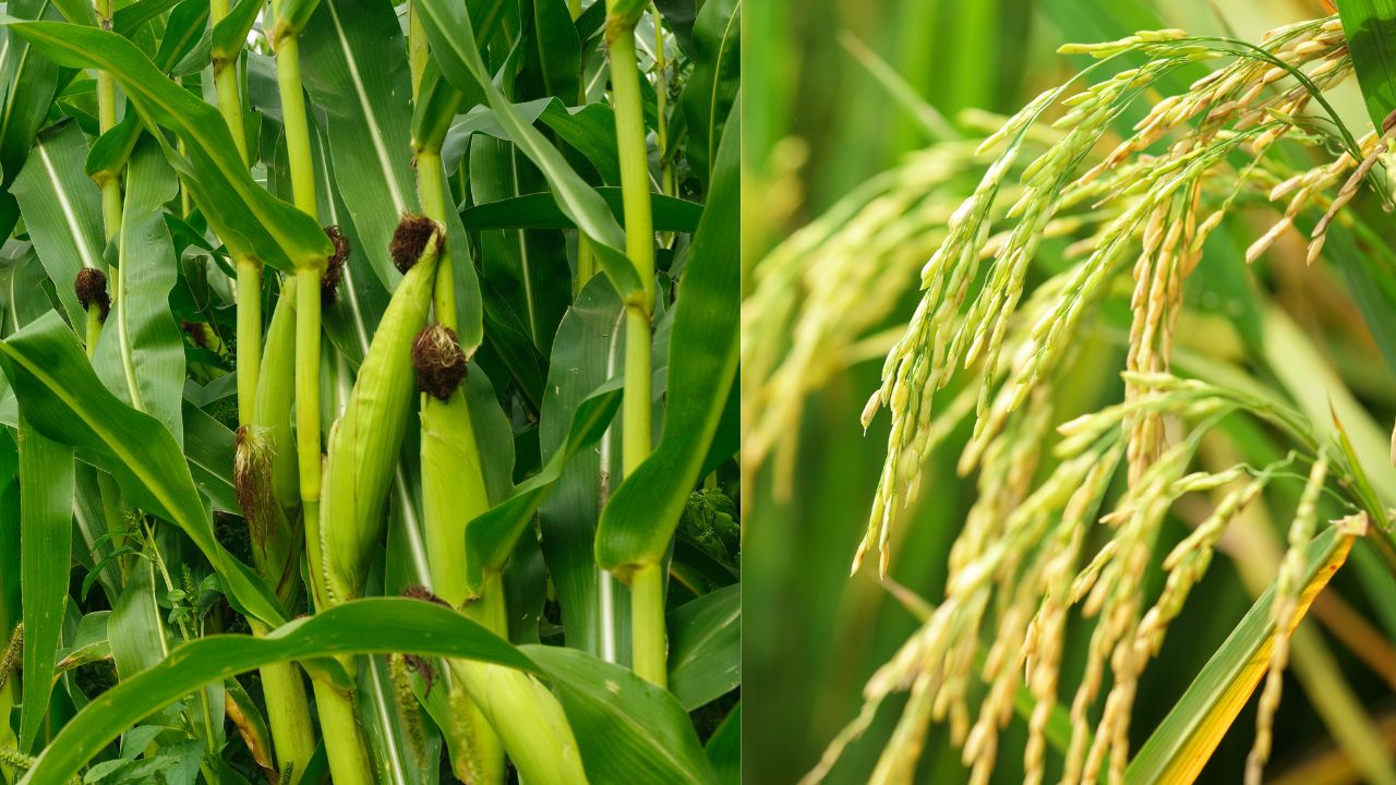 Fao Issues El Nino Alert Monsoon To Weaken Maize Crop Affected