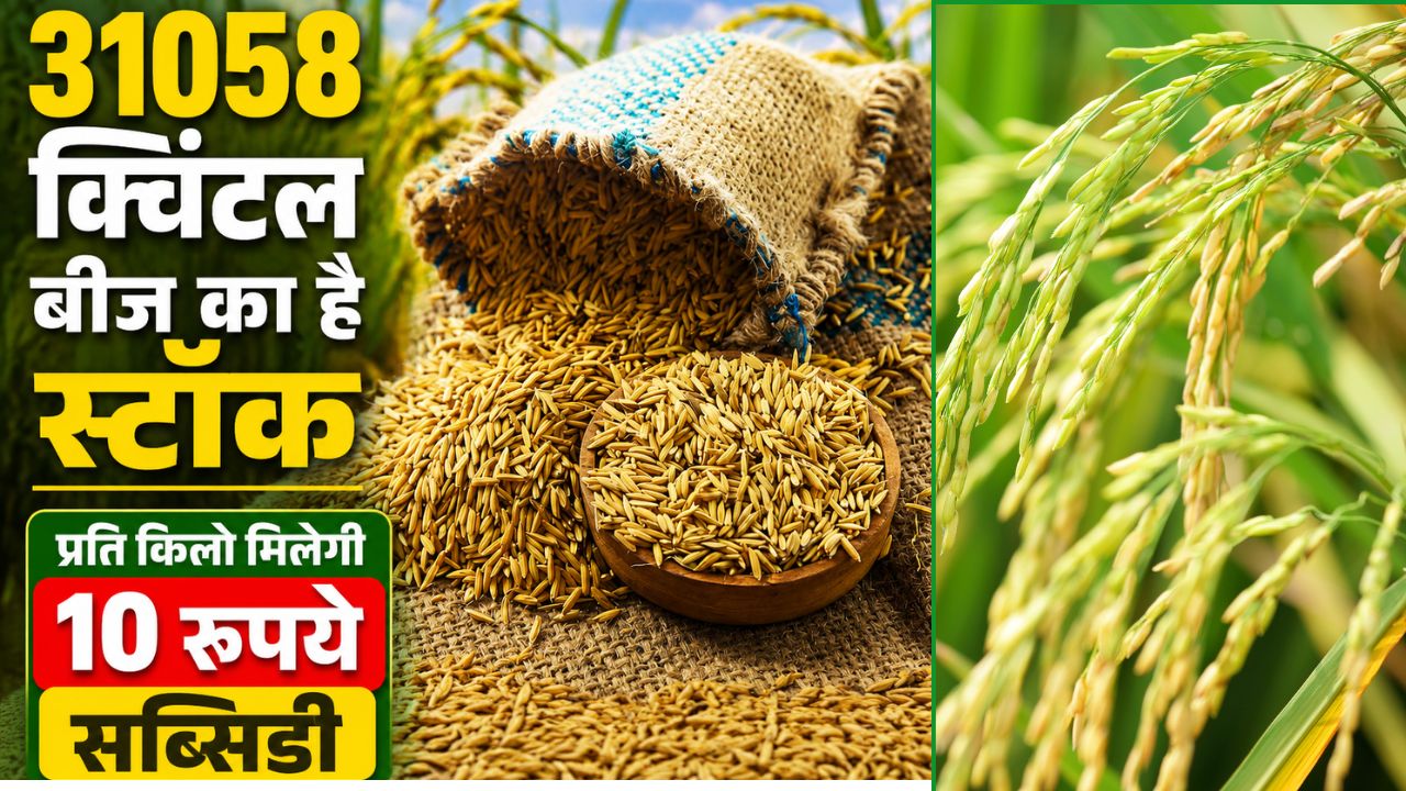 Paddy Seed Subsidy Andhra Pradesh Government Is Giving 90 Percent Subsidy On Paddy Seeds