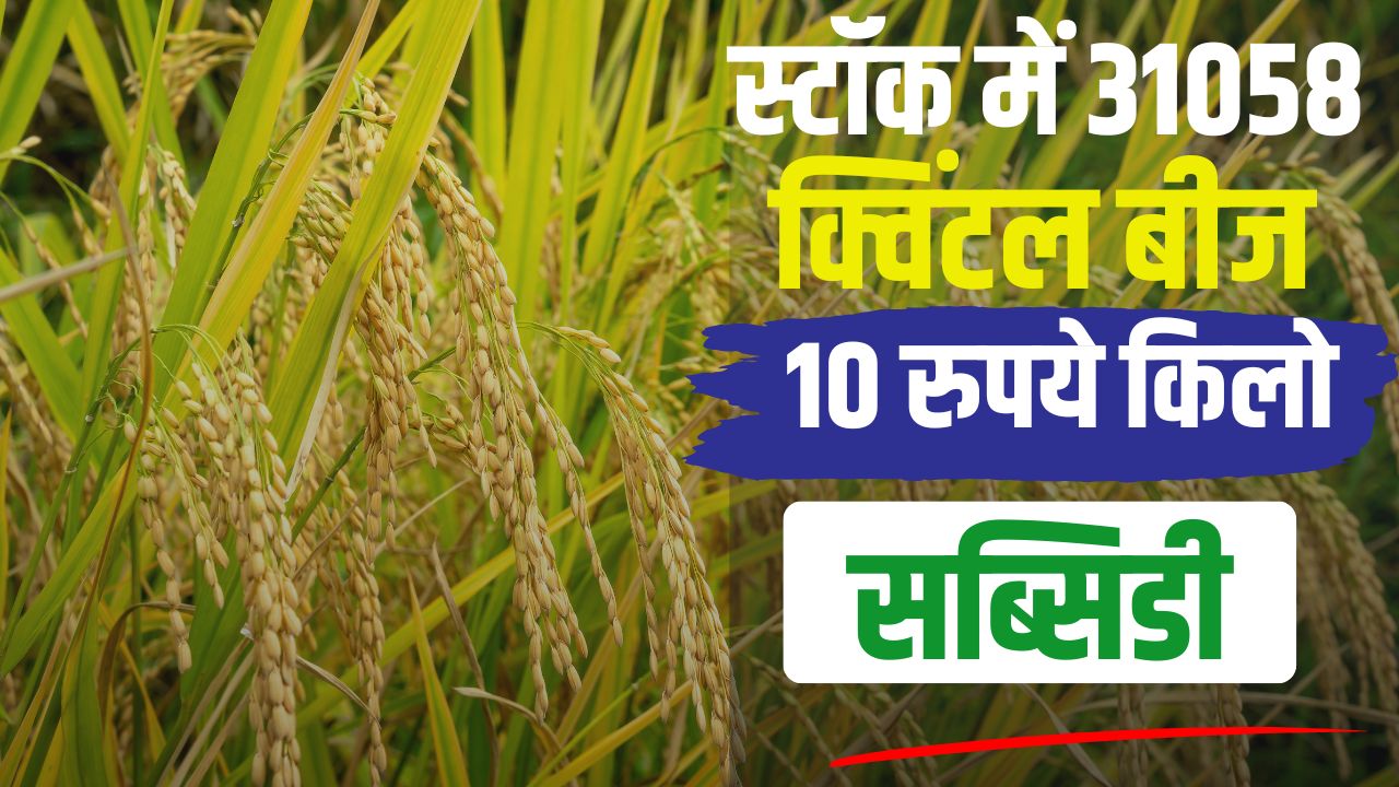 Paddy Seed Subsidy Andhra Pradesh Government Is Giving 90 Percent Subsidy On Paddy Seeds