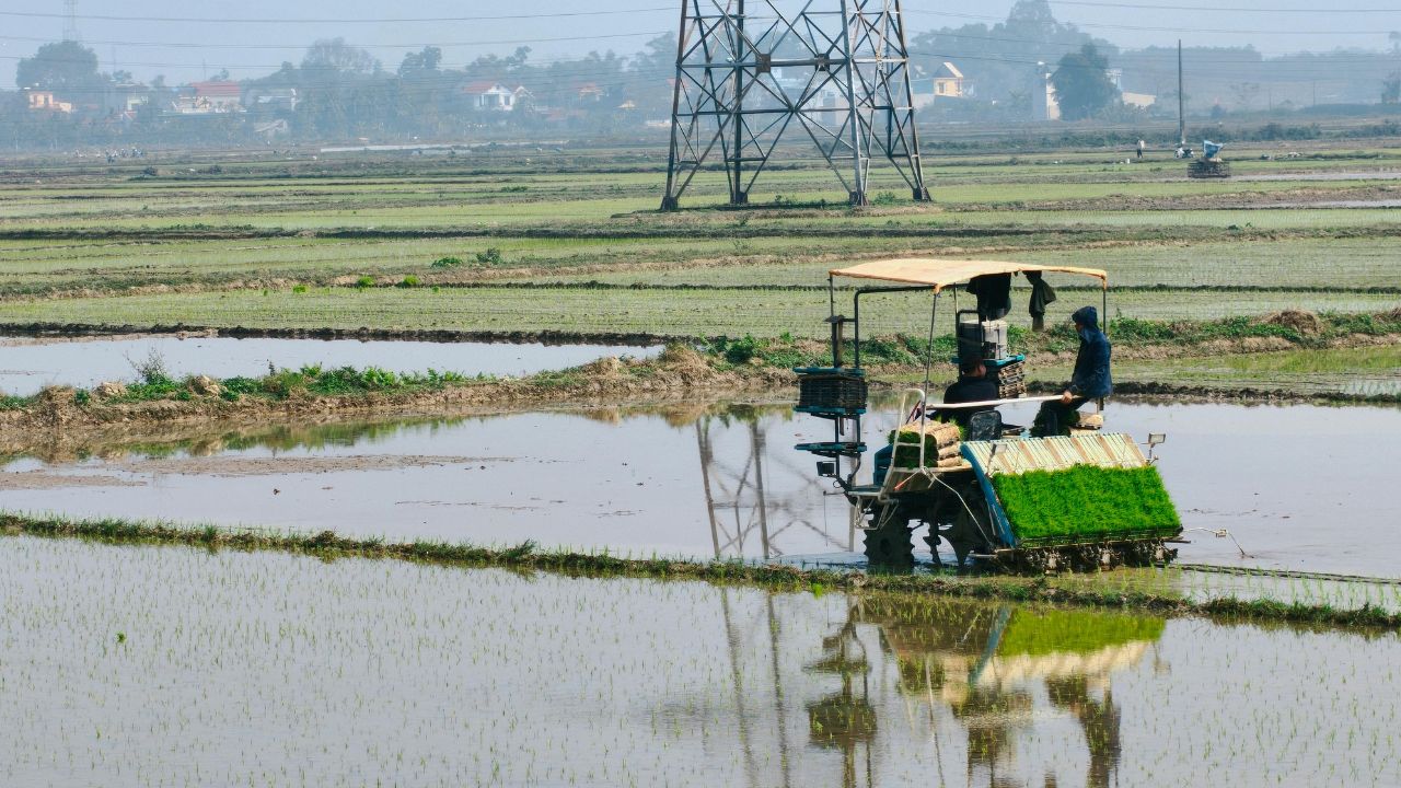 Pulwama Rice Cultivation Pdp Leaders Protest Cultivation On Government Land Banned