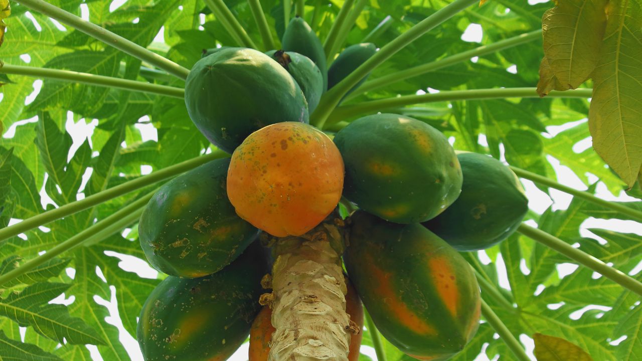 Papaya Farming During Monsoon Can Cause Heavy Losses Scientists Warn Farmers