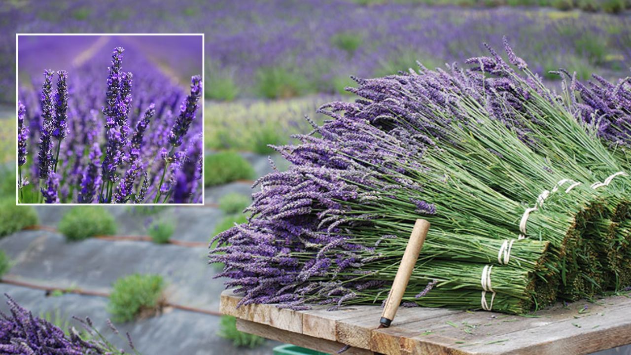 Jammu Kashmir Farmers Shift To Lavender From Paddy And Maize To Get Double Earnings