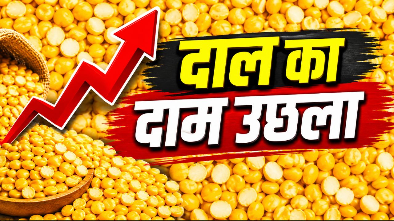 Chickpea Prices Surge 9 Monthly Prices Feared To Rise Further Amid Increased Consumption During Monsoon And Festive Seasons
