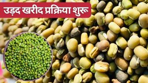 उड़द खरीद का ऐलान, किसानों को 600 रुपये बोनस देने की घोषणा, रजिस्ट्रेशन की लास्ट डेट जारी