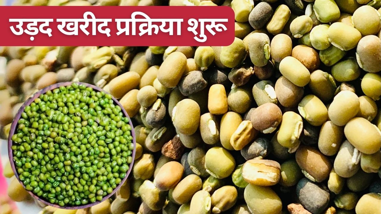 Urad Procurement Announced In Madhya Pradesh On Msp With Rs 600 Bonus Declared For Farmers Registration Deadline 15th June