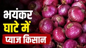 प्याज लागत 1800 रुपये और सरकारी भाव 1580 रुपये, मुनाफा छोड़िये जबरन घाटे में डाले गए किसान प्याज लागत 1800 रुपये और सरकारी भाव 1580 रुपये, मुनाफा छोड़िये जबरन घाटे में डाले गए किसान