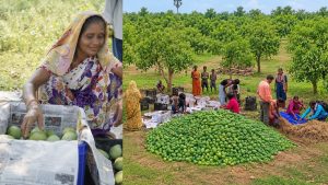 FPO की महिला किसानों के उगाए आम्रपाली आम की यूके में धूम, पके फलों से लदा कंसाइनमेंट रवाना