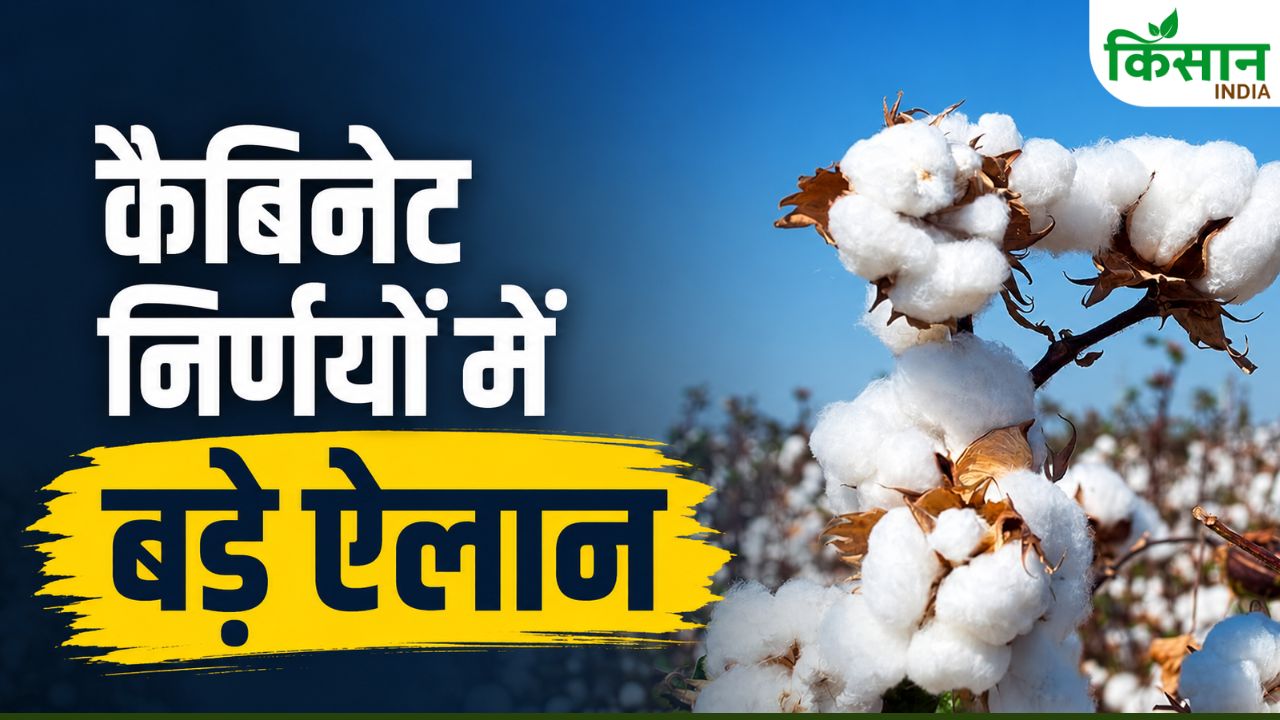 Mp Cabinet Hikes Mandi Tax And Reduce Cotton Mandi Duty Approves Fourfold Compensation For Agriculture Land Acquisition