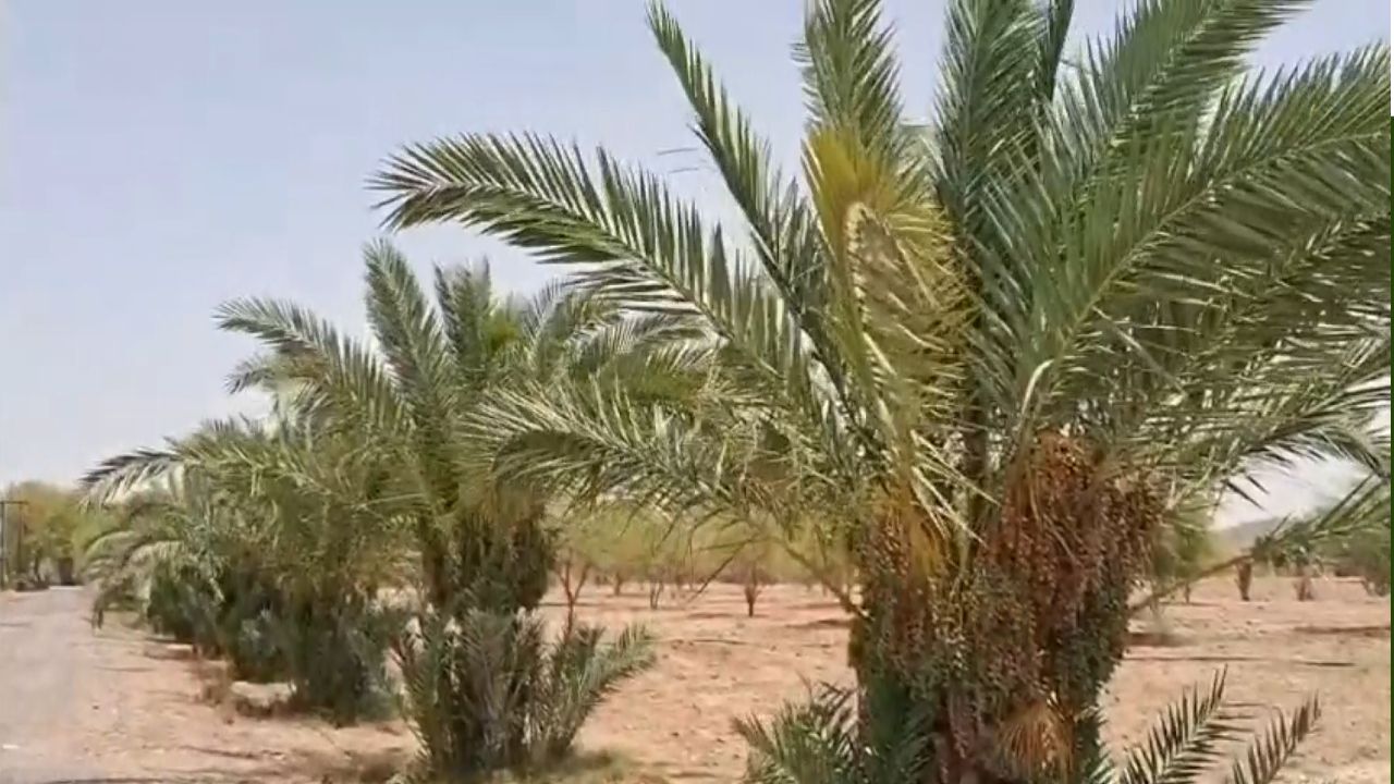 New Date Palm Variety Annand Red Succeeds In Thar Desert Barmer Raw Fruit Is Sweet Rather Than Astringent