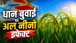 धान की खेती के लिए मुसीबत बना अल नीनो, सिंचाई संकट के चलते 2 लाख हेक्टेयर रकबा घटेगा धान की खेती के लिए मुसीबत बना अल नीनो, सिंचाई संकट के चलते 2 लाख हेक्टेयर रकबा घटेगा