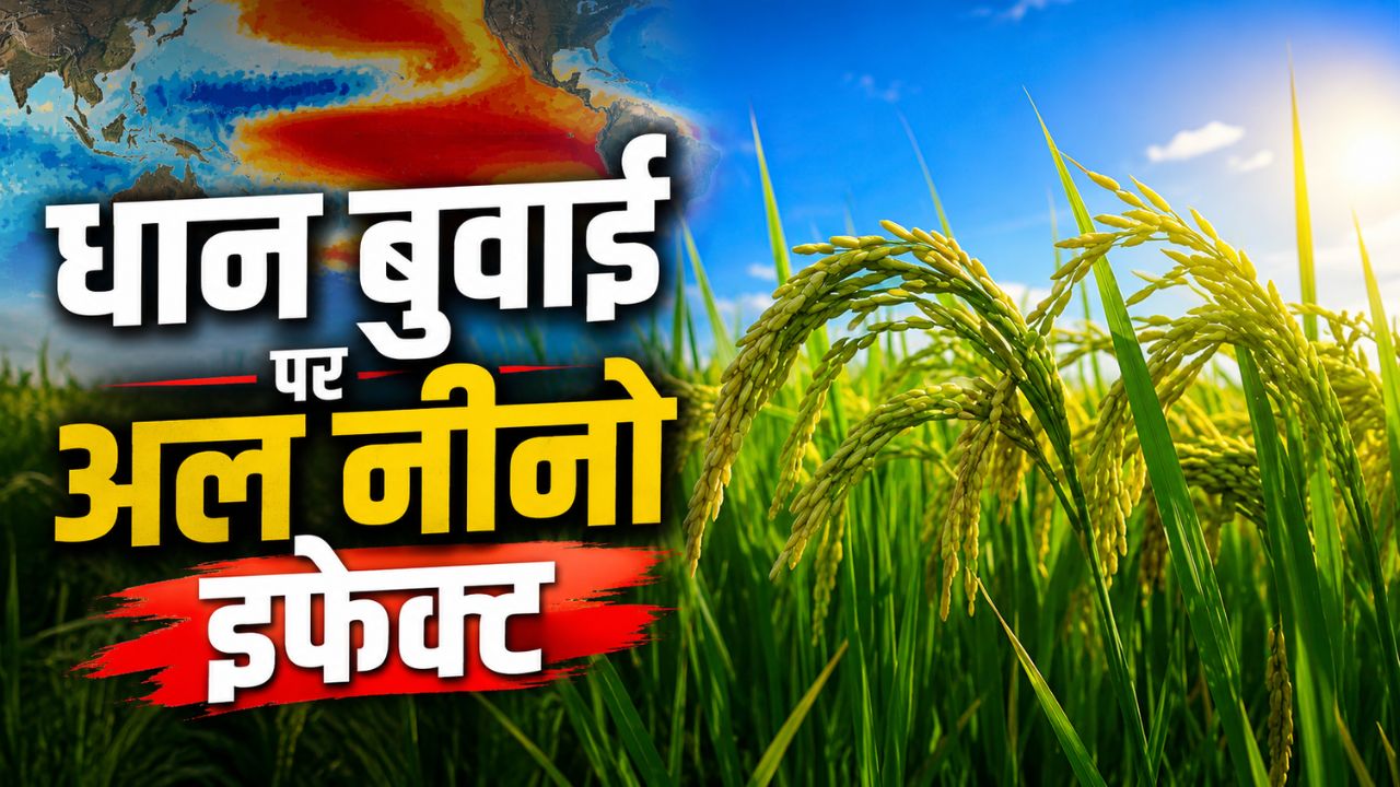 El Nino Spells Trouble For Paddy Cultivation Acreage To Shrink By 2 Lakh Hectares Due To Irrigation Crisis In Uttar Pradesh