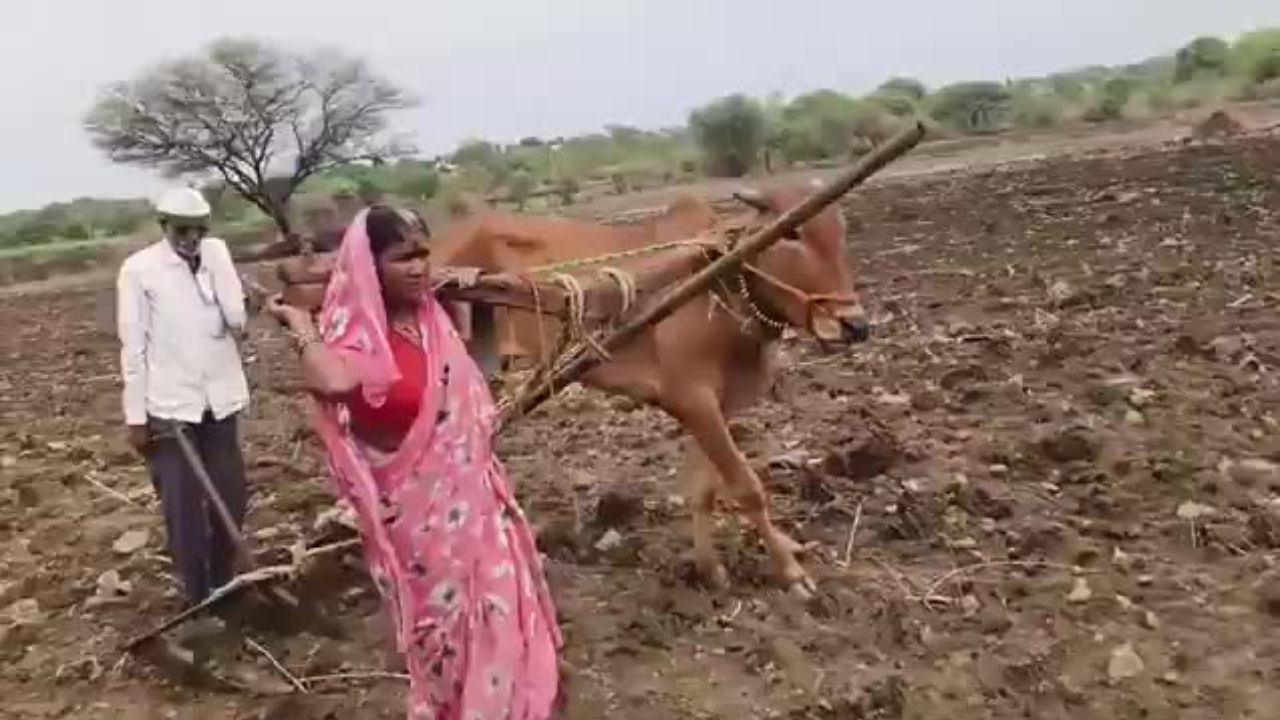After Viral Video Shows Farmers Wife Pulling Plow Latur Maharashtra Govt Gives Bull To Couple
