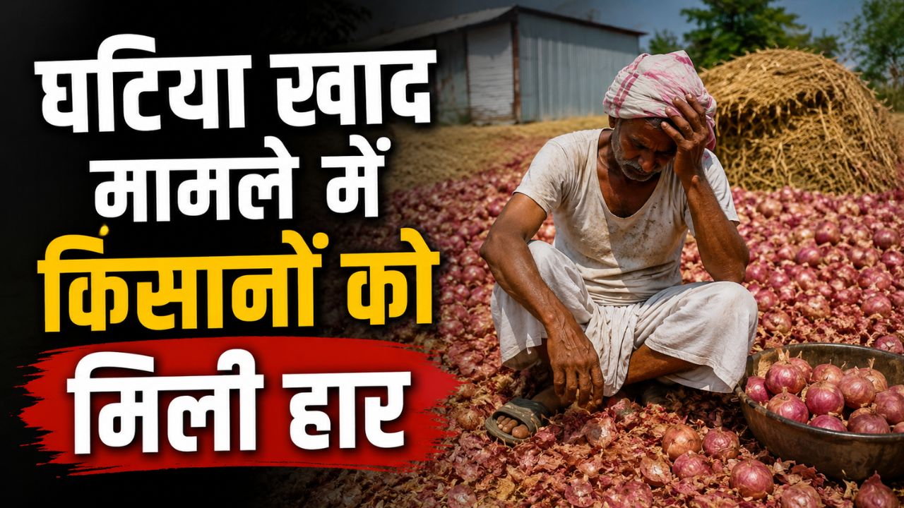 Onion Farmers Lost Case In Consumer Court Maharashtra Consumer Court Exonerated Fertilizer Company Pawar Agro Services In A Case Involving Damage Onion Crops