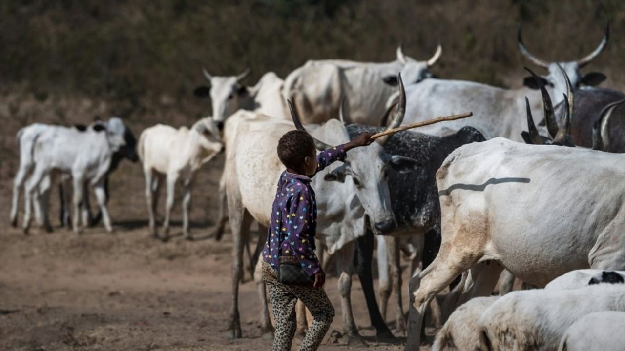 Himachal Govt Approves Animal Charai Policy 2026 It Benefit To 44 Lakh Livestock And 10 Lakh Livestock Farmers