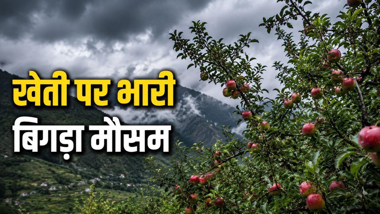 Apple And Pea Crops Ruined By Rain And Snowfall In Himachal Pradesh Farmers Concern For Crop Loss Due To Changing Weather