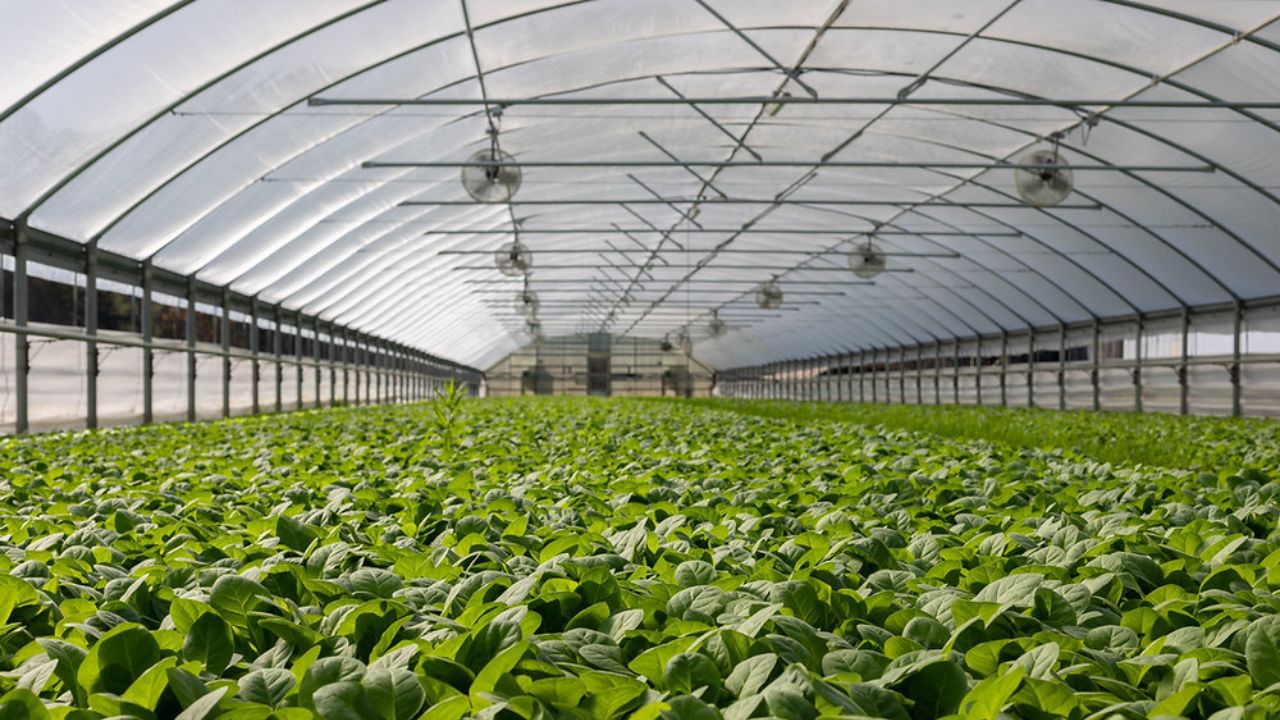 Mp Farmers Can Avail 75 Percent Subsidy On Drip Irrigation And Polyhouse Units Under Mpfsts Portal Also Applications For Cold Storage Opened