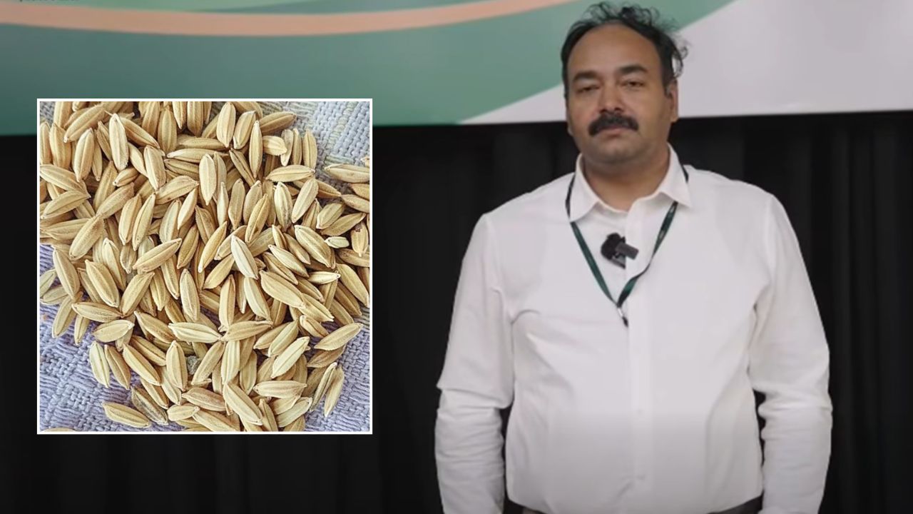 Two New Paddy Varieties To Shield Against Super El Nino Crisis Varanasi Rice Research Center Director Vikas Singh Outlines Benefits