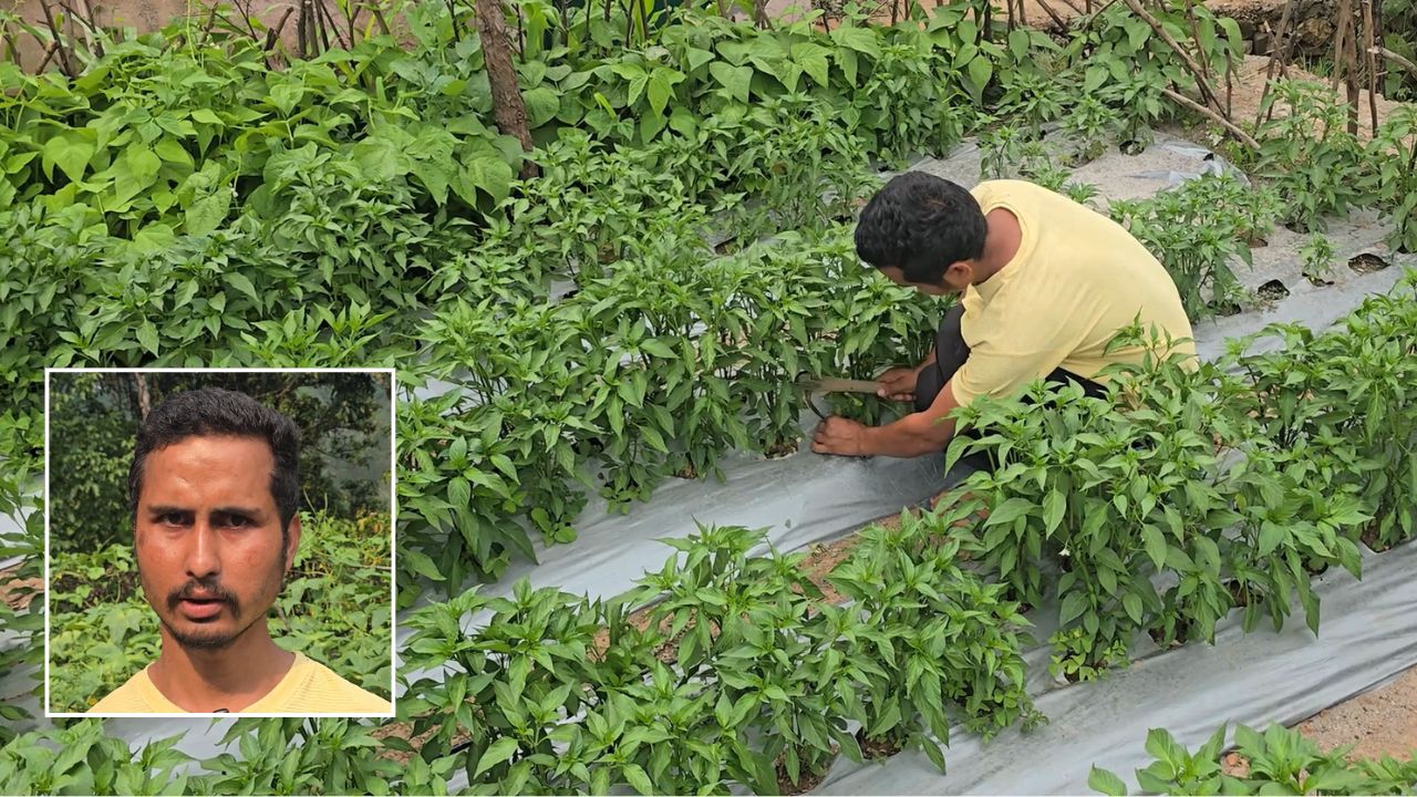 Farmer Dheeraj Dhapola From Bageshwar Took Output Double And Costs Decrease After Using By Mulching Method For Vegetable Farming