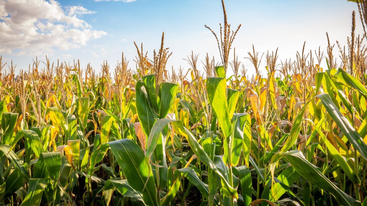 Farmers In Mathura Distressed As Maize Crops Fail To Produce Kernels Two Committees Formed To Investigate