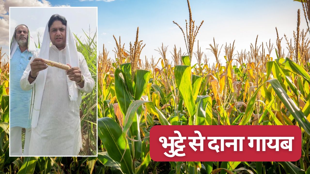 Farmers In Mathura Distressed As Maize Crops Fail To Produce Kernels Two Committees Formed To Investigate