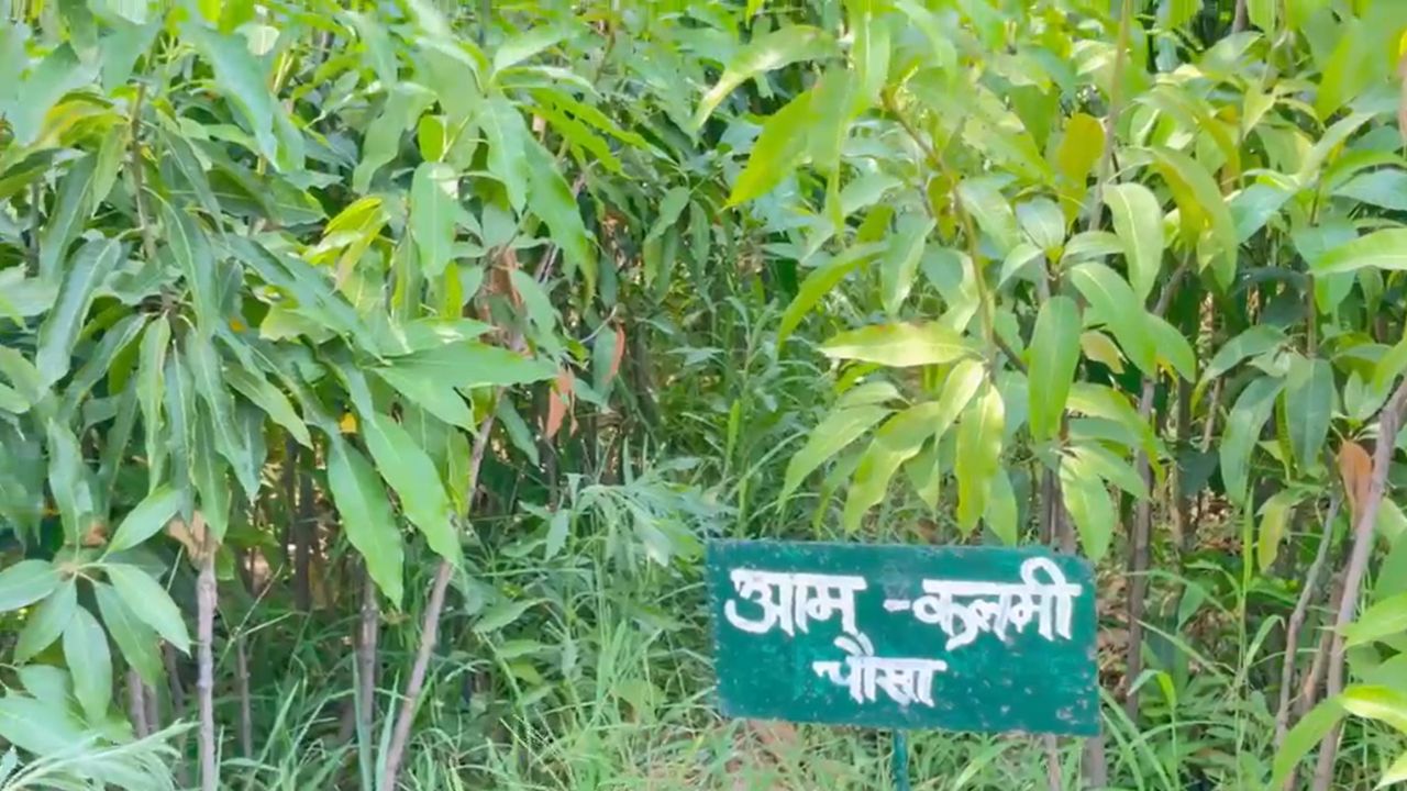 Farmers To Cultivate Grafted Mango And Dragon Fruit Chhattisgarh Horticulture Department To Facilitate Plantation Across 200 Hectares