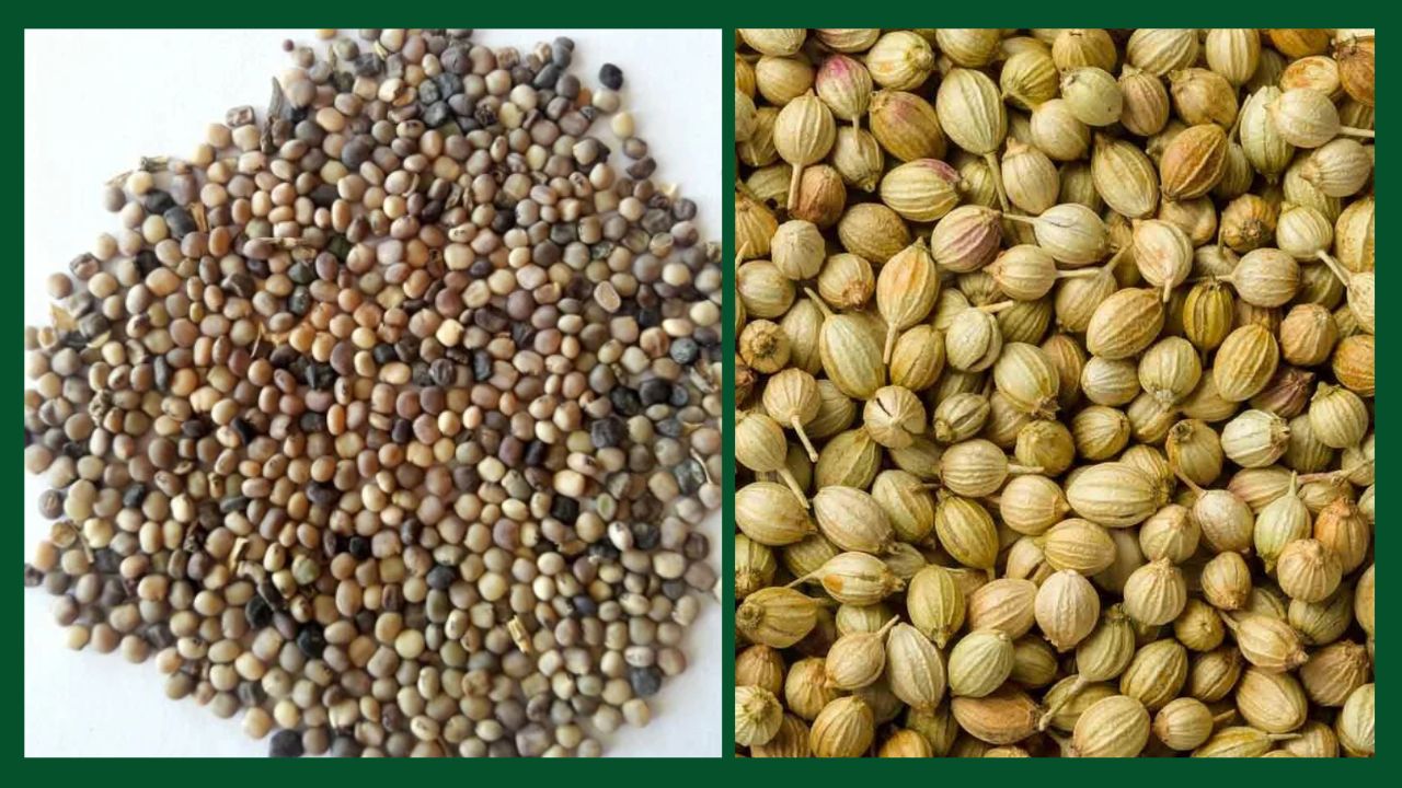 Commodity Price Updates Guar Seed And Guar Gum Prices Tumble And Cottonseed Oil And Coriander Prices Fluctuations Stir Market