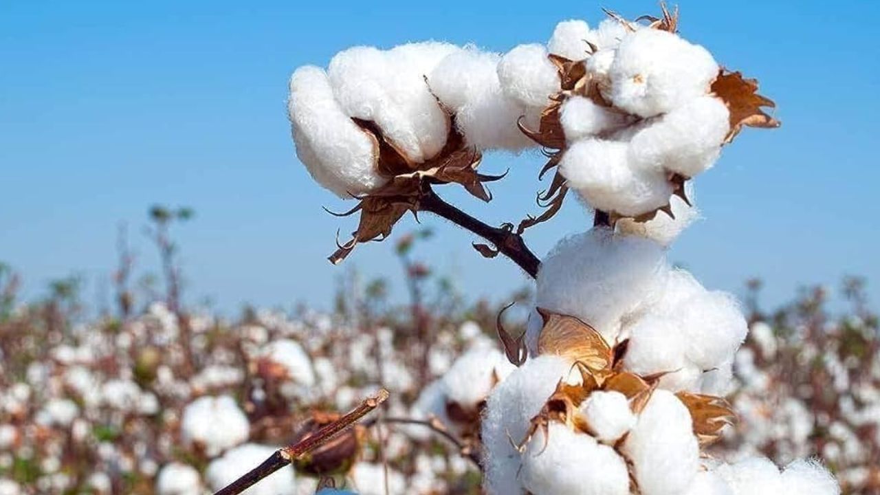 Bhartiya Kisan Sangh Said Bt Cotton Varieties Devastated Indigenous Varieties Govt Should Ban Gm Crops Immediately