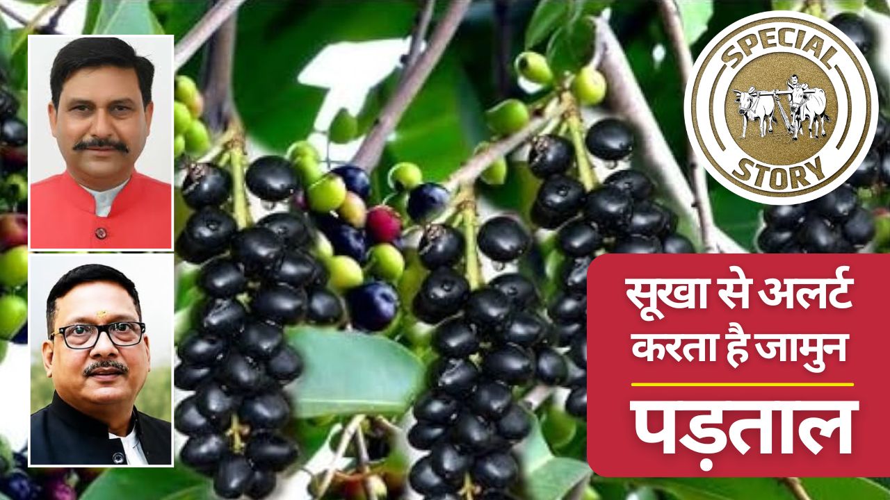 Jamun Trees Heavy Fruiting Signal For Drought Conditions Claims Exposed By Scientist