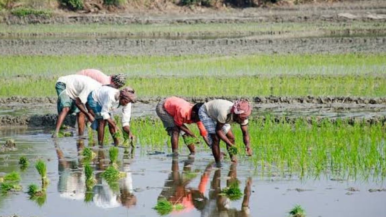 Monsoon Rain Maharashtra Minister Urges Farmers Do Not Rush Into Kharif Crops Sowing Wait For Stable Rains