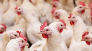 Poultry Farming: सिर्फ 100 चूजों से शुरू करें मुर्गी पालन, कम लागत में होगी बंपर कमाई Poultry Farming: सिर्फ 100 चूजों से शुरू करें मुर्गी पालन, कम लागत में होगी बंपर कमाई