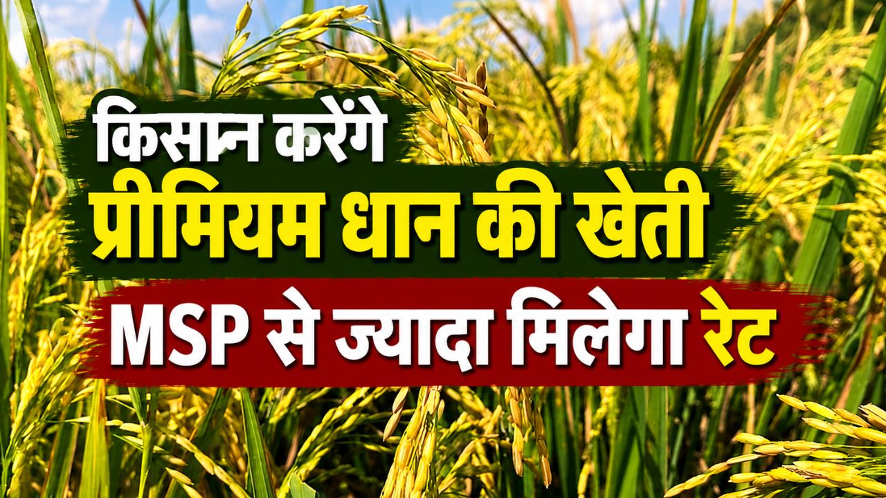 Premium Rice Varieties Telangana Government Promote 8 Premium Rice Varieties