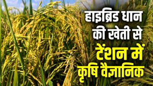 पंजाब में तेजी से बढ़ी हाइब्रिड धान की खेती, वैज्ञानिकों का अलर्ट.. मिलर्स को नुकसान की आशंका
