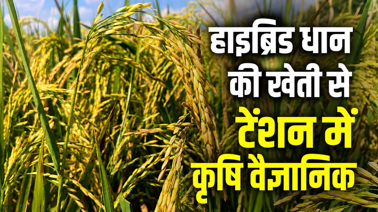 Hybrid Rice Varieties Punjab Rice Cultivation Hybrid Rice Cultivation Growing Rapidly In Punjab
