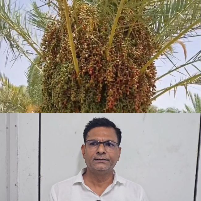 new-date-palm-variety-annand-red