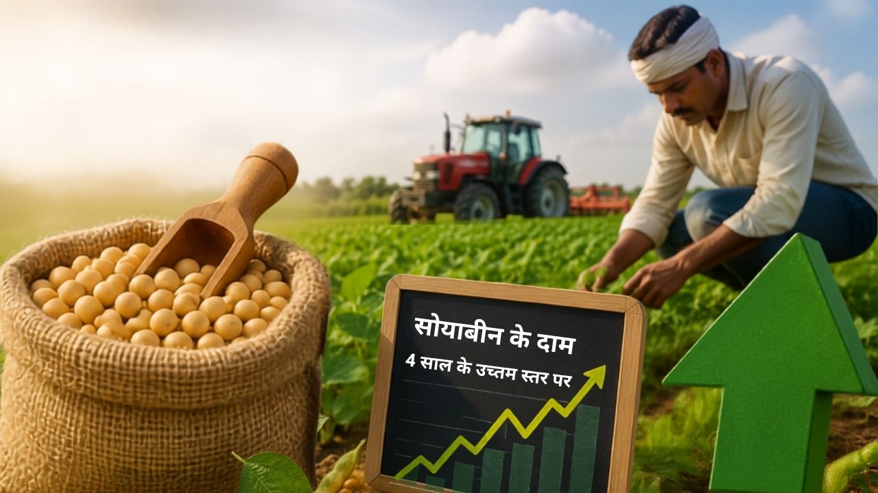 Soybean Cultivation Rise In India As Prices Hit 4 Year High Amid El Nino Monsoon Concerns Grow