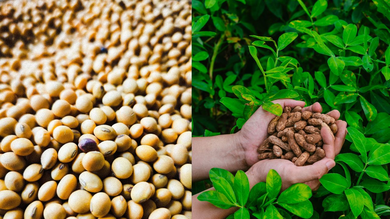 Smart Seed Coating Technology Climate Resilient Agriculture Icar Iior For Soybean And Groundnut Farming