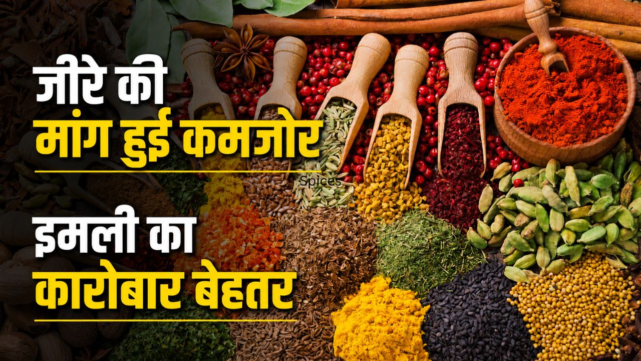 Spice Exports Fiscal Year 2025 26 Spice Exports Spice Exports Decline Cumin Demand Decline