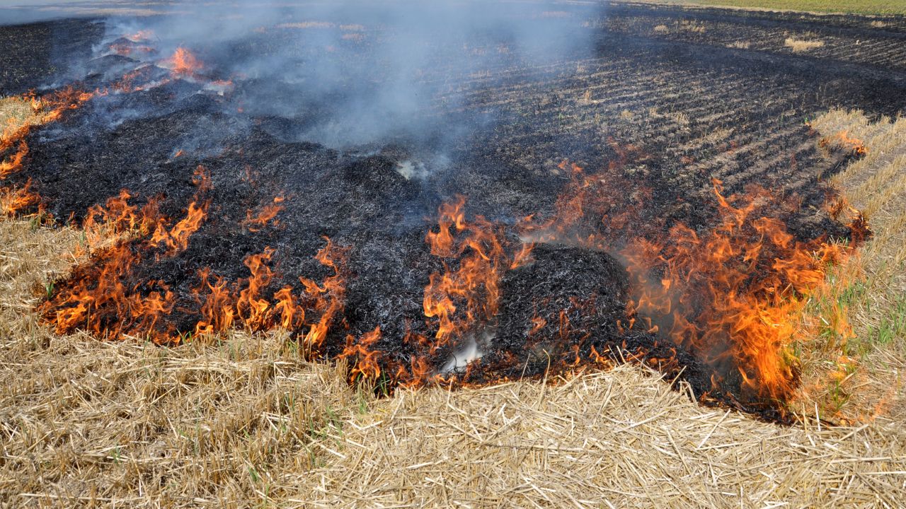 Stubble Burning Crackdown In Delhi Ncr Parali Suraksha Bal To Be Formed For Crop Residue Management