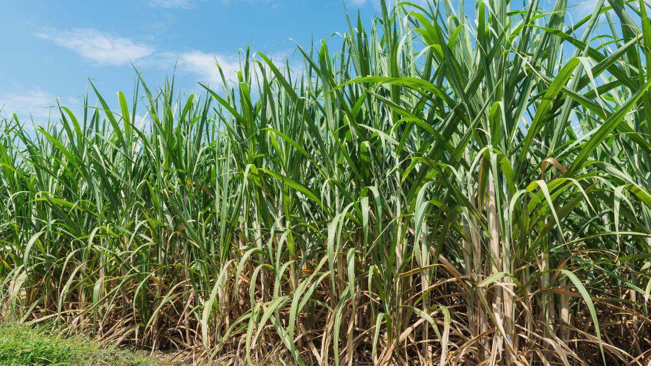 Sugarcane Red Rot Disease Alert Why Farmers Should Avoid Co 0238 Variety This Season