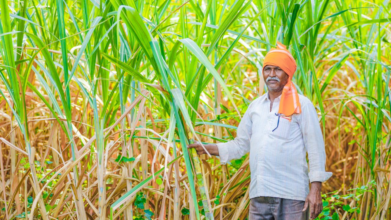 Up Sugarcane Farmers Payment Update 2025 26 Rs 31000 Crore Disbursed Over 90 Percent Dues Cleared